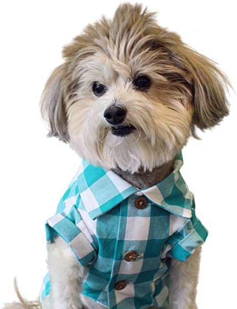 dog shirt